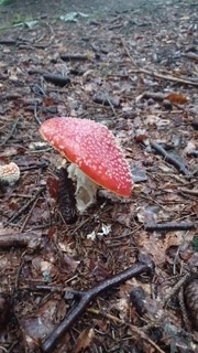 foto di Funghi